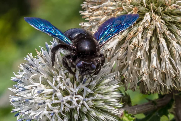 The carpenter bee (lat. Xylocopa valga) is a species of solitary bees of the Apidae family nesting in wood. A big black bee is sitting on a flower. Close-up.