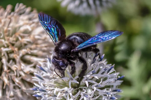 The carpenter bee (lat. Xylocopa valga) is a species of solitary bees of the Apidae family nesting in wood. A big black bee is sitting on a flower. Close-up.