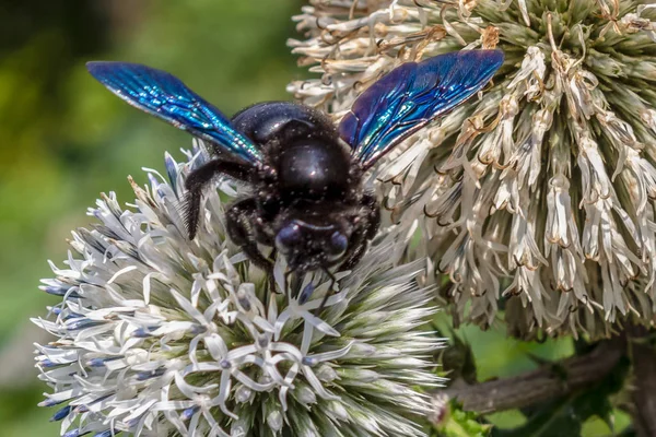 Abeja Carpintera Lat Xylocopa Valga Una Especie Abejas Familia Apidae Fotos De Stock