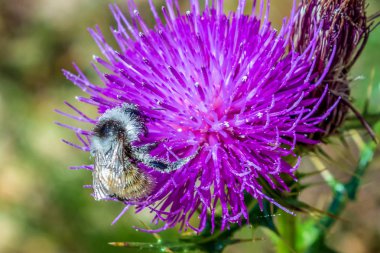 Auensandbiene, Andrena vaga, dağ toprak arı. Gümüş rengi var..