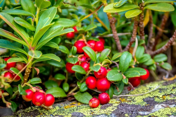 Lingonberry Bush Ripe Fruits Close Fruits Leaves Plant Used Medicine — Stock Photo, Image