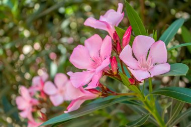 Çiçek açan oleander. Bu çalı, subtropikal bölgelerde yaygın, peyzaj tasarımında kullanılır. Zehirli bir bitki kullanırken dikkatli gerektirir.
