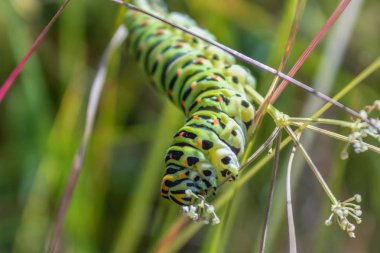 Kırlangıç kuyruk kelebek tırtıl (lat. Papilio maçaonu). Büyük bir yetişkin tırtıl bir bitki sapı üzerinde oturur ve küçük çiçekler yiyor.