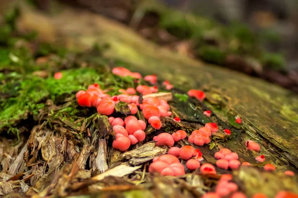 Деревянные Ликогала Lycogala Epidendrum Широко Известные Волчье Молоко Маленькие Яркие — стоковое фото