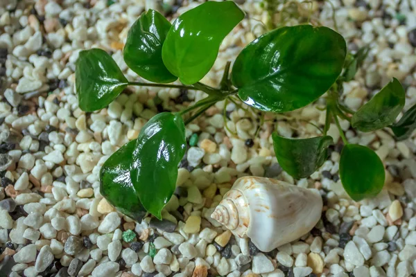 Aquarium plant Anubias (lat. Anubias) on aquarium soil with a decorative shell of a snail.