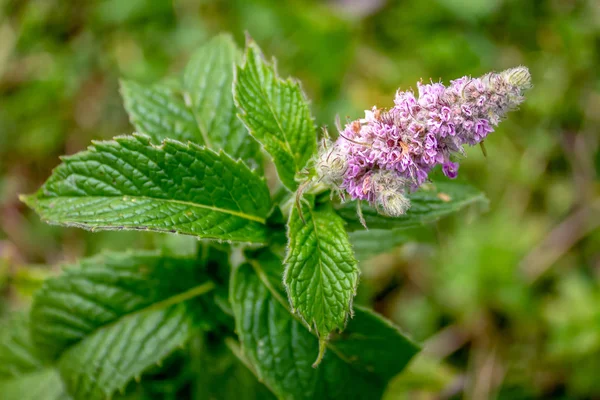 Blooming branch of wild mint. Mentha (also known as mint, from the Greek  mintha) is a plant genus in the Lamiaceae family (mint family). Used in cooking and medicine, for herbal medicine and aromatherapy.
