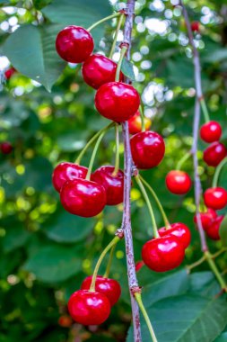 Bahçedeki bir ağaç dalında olgun kirazlar. Güneşli bir yaz günü. Hasat zamanı..
