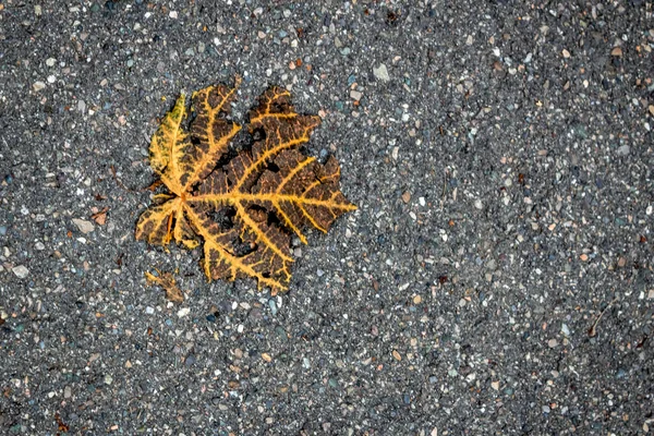 Camino Encuentra Una Hoja Otoño Seca Color Amarillo Marrón Textura —  Fotos de Stock