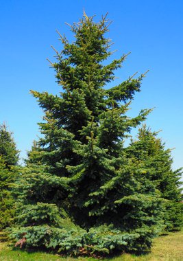 Parkta bir Noel ağacı büyüyor.