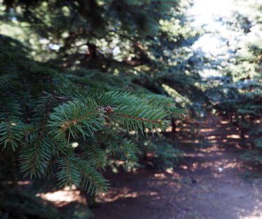 ormanda bir Noel ağacı dalı