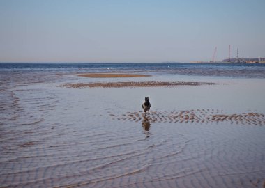 Denizde yürüyen bir karga var.