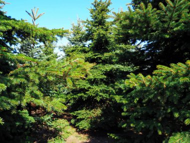 Noel ağaçları parkta yetişir