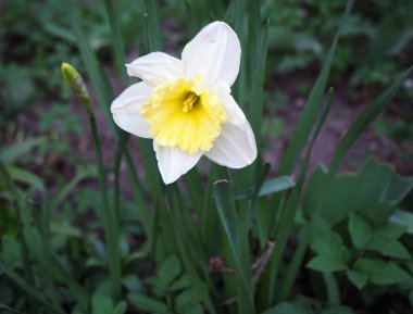 Beyaz ve sarı nergis Çiçek bahçesinde