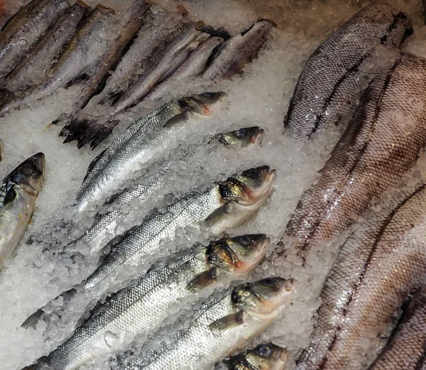 Süpermarkette buz üzerinde dondurulmuş balık