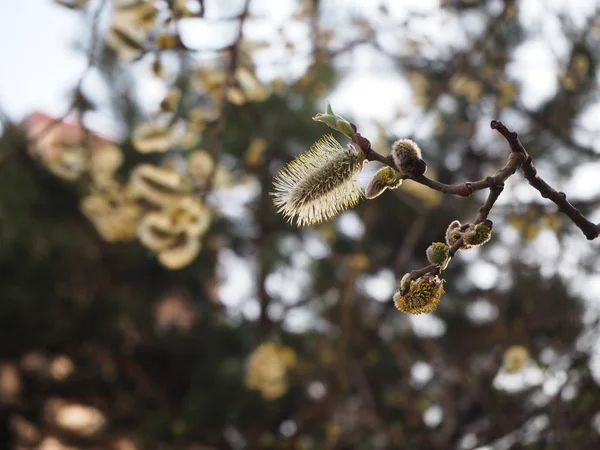 Πρώτη Άνοιξη Ανθίζει Στο Κλαδί Δέντρο Alder Και Μπουμπούκια Ανθίζουν — Φωτογραφία Αρχείου