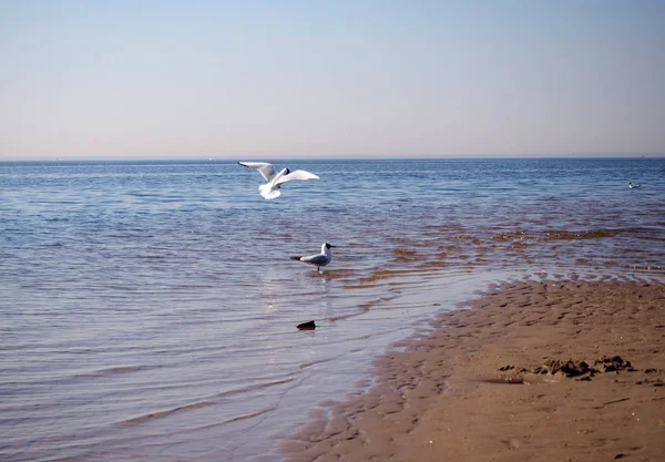 Two Seagulls Beach — Stock Photo, Image