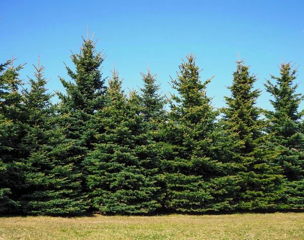 Noel Ağaçları Parkta Büyüyor Telifsiz Stok Imajlar