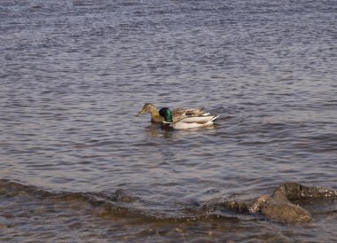 İki ördek suda yüzüyor.