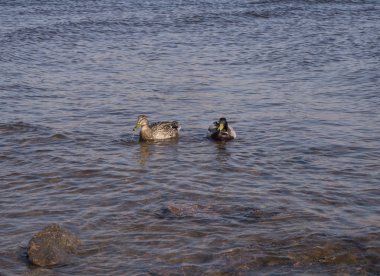 İki ördek suda yüzüyor.