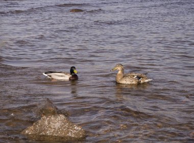 İki ördek suda yüzüyor.