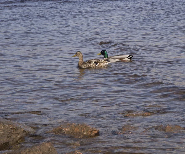 Two ducks are swimming in the river