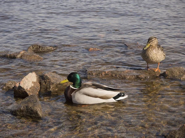 Zwei Enten Ufer Eine Steht Und Die Andere Schwimmt Wasser — Stockfoto