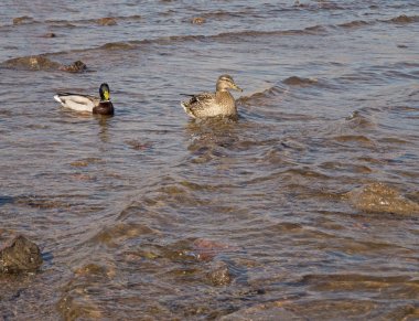 İki ördek suda yüzüyor.