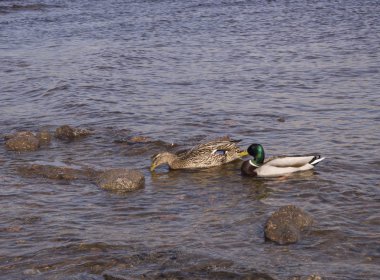 İki ördek suda yüzüyor.