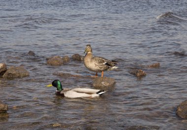 Kıyıda iki ördek, biri ayakta, diğeri suda yüzüyor.
