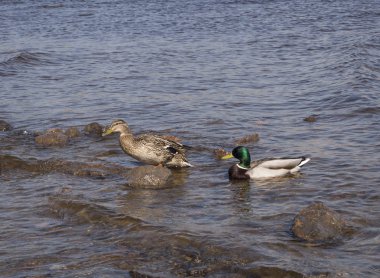 Kıyıda iki ördek, biri ayakta, diğeri suda yüzüyor.