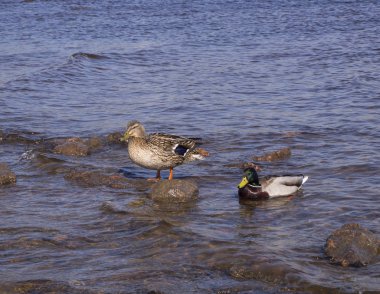Suda iki ördek, biri kayanın üzerinde duruyor.