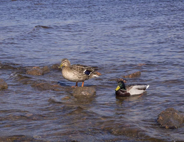 Dos Patos Agua Uno Está Pie Sobre Roca — Foto de Stock