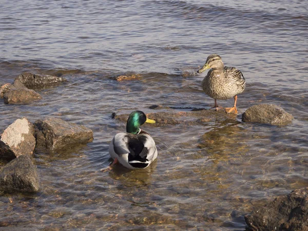 Dos Patos Orilla Uno Está Pie Otro Nadando Agua — Foto de Stock