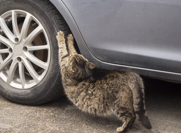 Pençelerini keskinleştiren araba lastiği çizen bir kedi