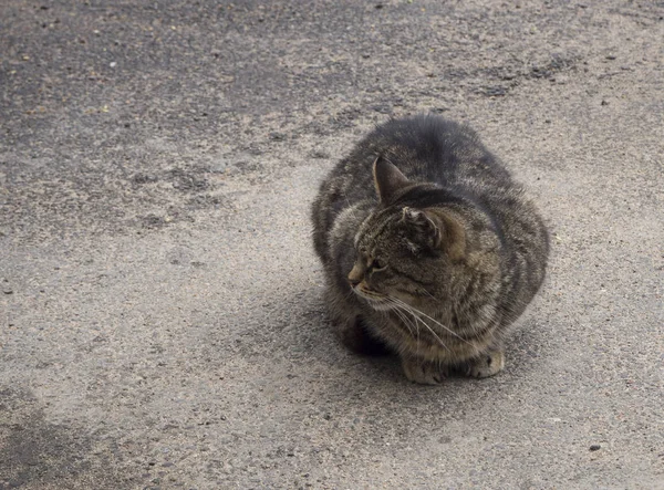 Sokakta Oturan Evsiz Kahverengi Bir Kedi — Stok fotoğraf