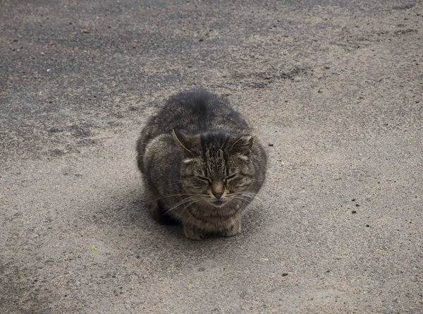Sokakta Uyuyan Evsiz Kahverengi Bir Kedi — Stok fotoğraf
