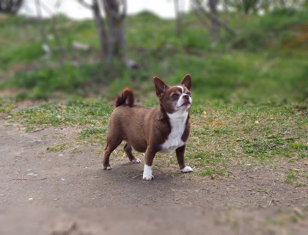Little Chihuahua Dog Park — Stock Photo, Image