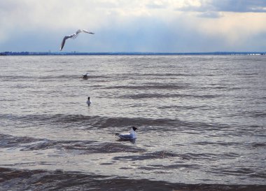 Martılar yüzer ve denizin üzerinde uçarlar.