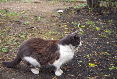 Beyaz kedili kahverengi sokakta yürüyor.