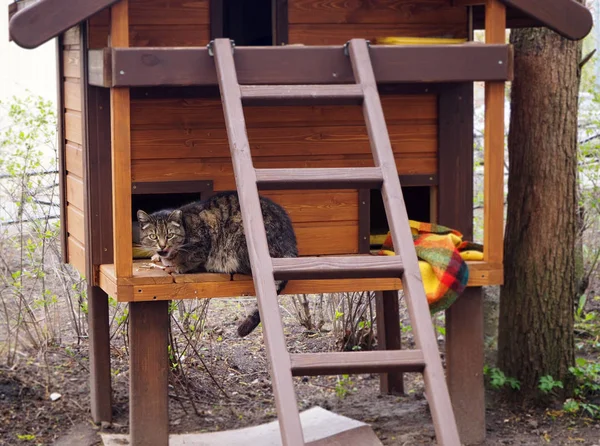 Gato Sin Hogar Está Comiendo Comedero Para Animales —  Fotos de Stock