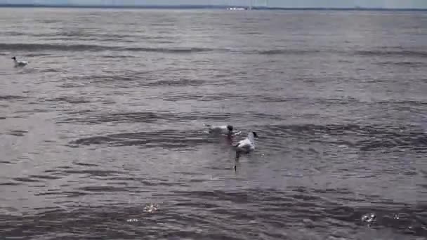 Gulls Hunting Diving Fish — Stock Video