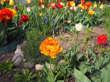 Çiçek bahçesinde güzel turuncu lale