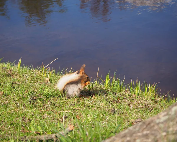 Cute red squirrel in the park are eating something on the river bank