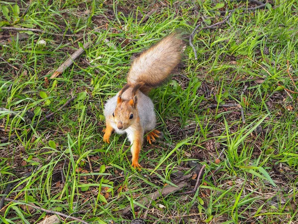 Niedliches Rotes Eichhörnchen Park Steht Auf Dem Gras — Stockfoto