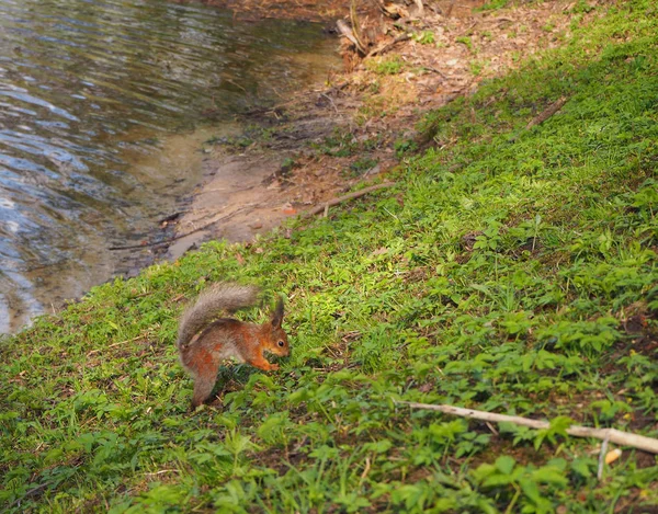 Esquilo Vermelho Bonito Parque Está Escondendo Comida Grama — Fotografia de Stock
