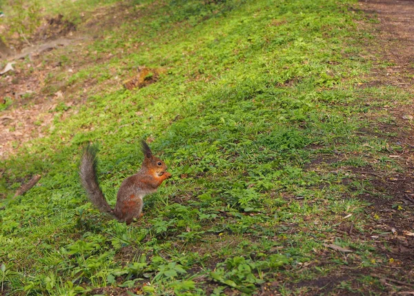 Esquilo Vermelho Bonito Parque Grama — Fotografia de Stock