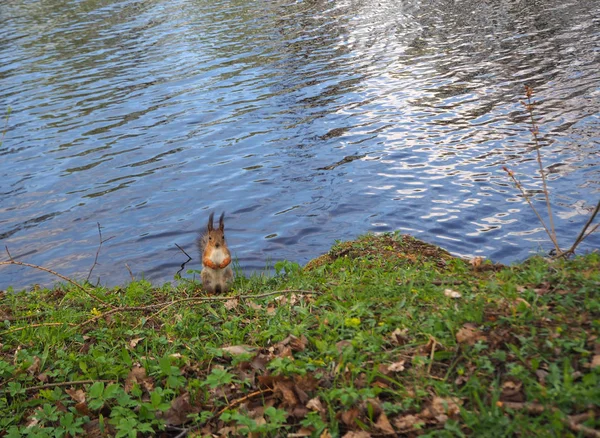 Joli Écureuil Dans Parc Debout Sur Herbe Sur Rive Rivière — Photo