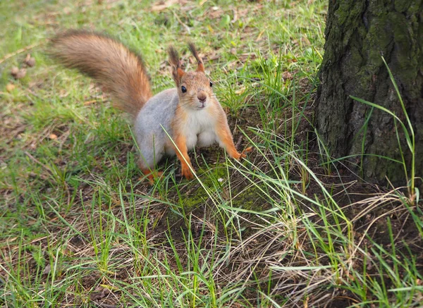 Esquilo Bonito Está Perto Árvore Parque — Fotografia de Stock