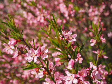 Arka planda çiçek açan pembe çiçekleri olan ağaç dalı