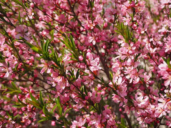 Trees Pink Flowers Blooming Background — Stock Photo, Image